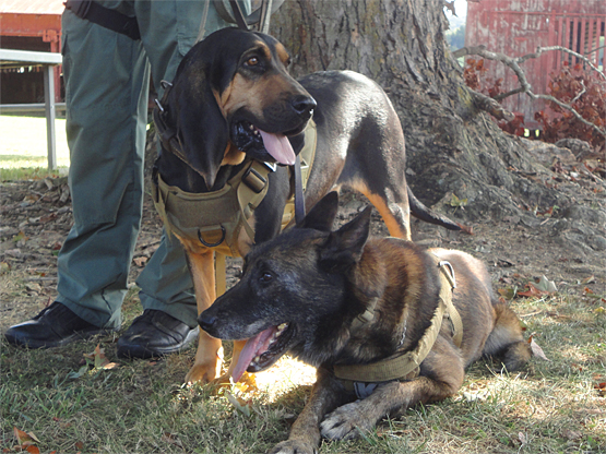 K9s Bloodhound Cedar and Belgian Malinois Eros