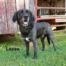 Animal Shelter dog Levee