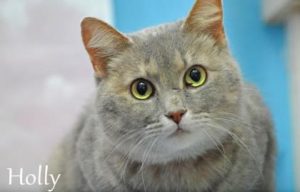 Monroe County Animal Shelter Holly the cat