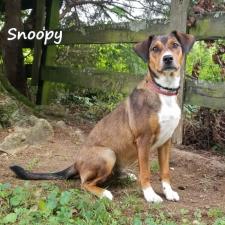 Animal Shelter dog Snoopy